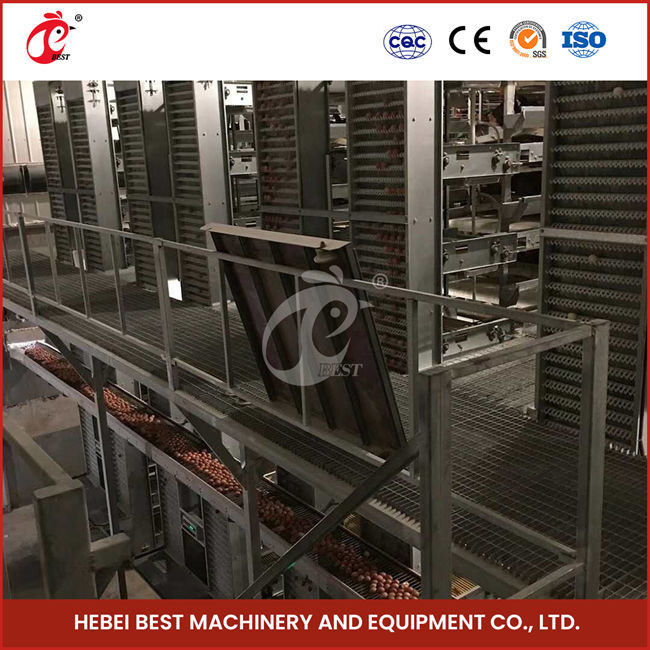 12 Cells Layer Battery Cage System For Commercial Chicken Farm Rose