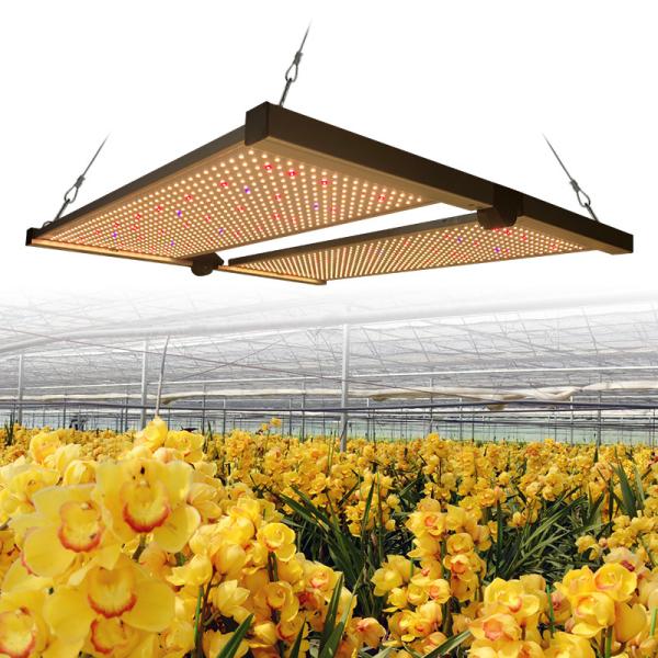 Buy cheap 650w Hydroponic 4x4 LED Grow Light For Cannabis Growing from wholesalers