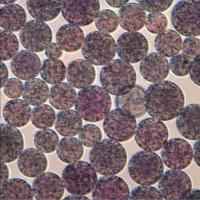 Buy cheap 10 - 30 μm 20% Volume Ratio 1000 mL NHS Activated Magnetic Beads product