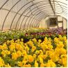 Buy cheap Winter Warm Tomato Anti Fogging Non Drop Plastic Film Greenhouse Tunnel Plastic Greenhouse from wholesalers