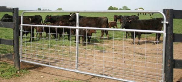 Buy cheap Gate I Stay 8' (2400mm) - Mesh Farm Field gates livestock Brisbane Pick up from wholesalers