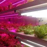20FT Sea Shipping Container Farm Hydroponic Fodder Container for Vegetable