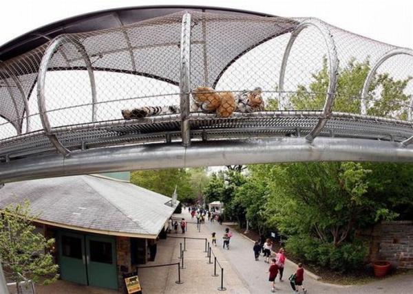 Buy cheap Flexible 7x7 Stainless Steel Rope Mesh for Tigers and Big Cats from wholesalers
