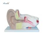 Plastic Ear Anatomy Model Medical Science Human Ear Anatomical Teaching Model