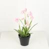 Buy cheap Artificial Chlorophytum Comosum Fake Bonsai Tree With Flower 28 CM 38 CM 48 CM from wholesalers