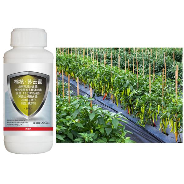Pink Worm on Cotton Pesticide Natural Cotton Organic Biological Pesticide