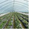 Buy cheap Single Span Plastic Film Tunnel Greenhouse for Agricultural Plants Growing from wholesalers