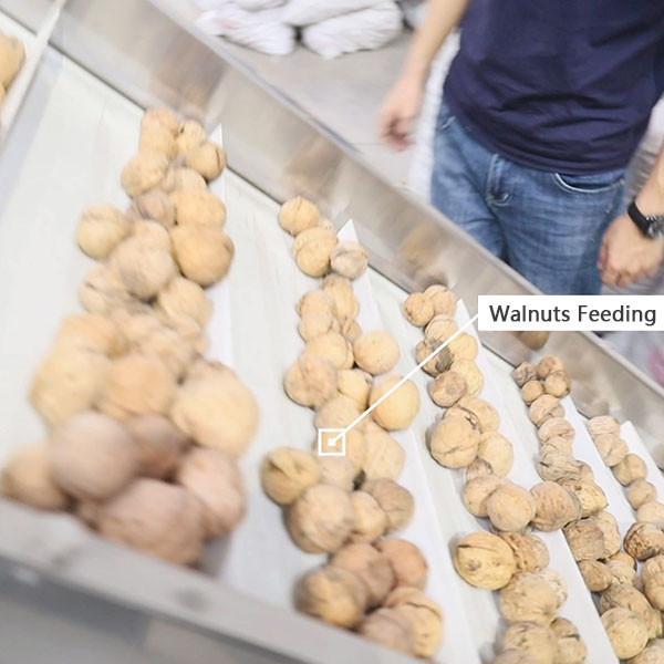 Buy cheap Food Grade Conveyor Belts Walnut Shelling Machine 380V 2 Tons Output from wholesalers