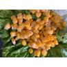 Buy cheap HALAL No GMO Easy Open Good Taste Canned Sweet Corn from wholesalers