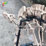 Highly Detailed Outdoor Decor Resin Dinosaur Skeleton Replica T-Rex Skeleton
