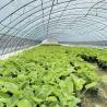 Buy cheap Full Payment Commercial Greenhouse for Tomatoes and Strawberries in Water Pipe Tunnel from wholesalers