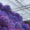 Buy cheap 80.000kg Gross Weight Double Layer Glass Greenhouse Hydroponic for Growing Vegetables from wholesalers