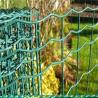Buy cheap Europe Standard Holland Farm Wire Mesh Fence Pvc Coated Welded Wire Fence 50x50mm from wholesalers