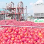 Stainless Steel Tomato Paste Processing Plant For Tomato Sauce Production