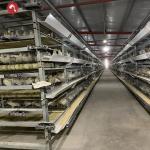 3 Tiers 4 Tiers H Type Broiler Poultry Farm Automatic Chicken Broilers Cage