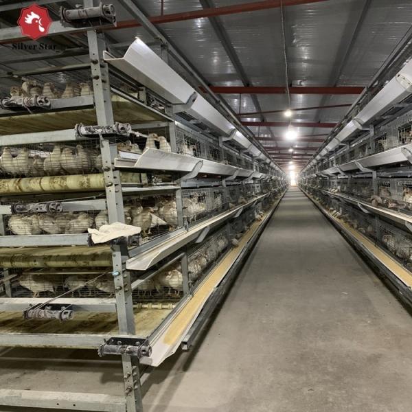 Galvanized Steel Broiler Poultry Farm Equipment H Type 10000 Birds Battery