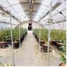 Buy cheap Poly Tunnel 10x20 Light Deprivation Greenhouse For Herb Planting from wholesalers