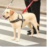Buy cheap Waterproof Reflective Dog Leash Easy Identification At Night 59 Inch 150cm from wholesalers