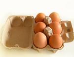 Professional Paper Pulp Molding Equipment Rotary Forming Paper Egg Tray