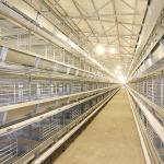 Automatic Layer Poultry Farming Equipment Battery Chicken Egg Layer Cage System