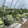 Buy cheap All-Season Farming Made Easy with Large Tunnel Greenhouse Kit and Film Cover from wholesalers