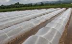 Anti Fungus Agriculture Insect Net UV Resistant HDPE 5000S