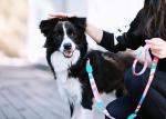 Bite Proof Anti Shock Padded Dog Leash Loop Slip Rope 8m 20m 25m 30m