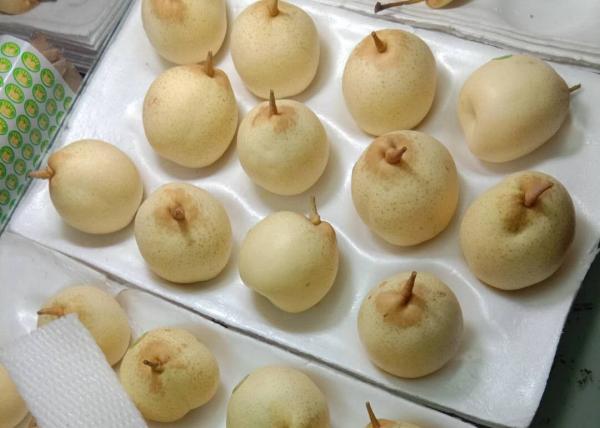 Buy cheap Asian Organic Chinese Ya Pears from wholesalers
