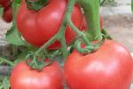 Hot Dip Galvanized Steel Tube Frame Greenhouse Film for Agriculture in 10-100m