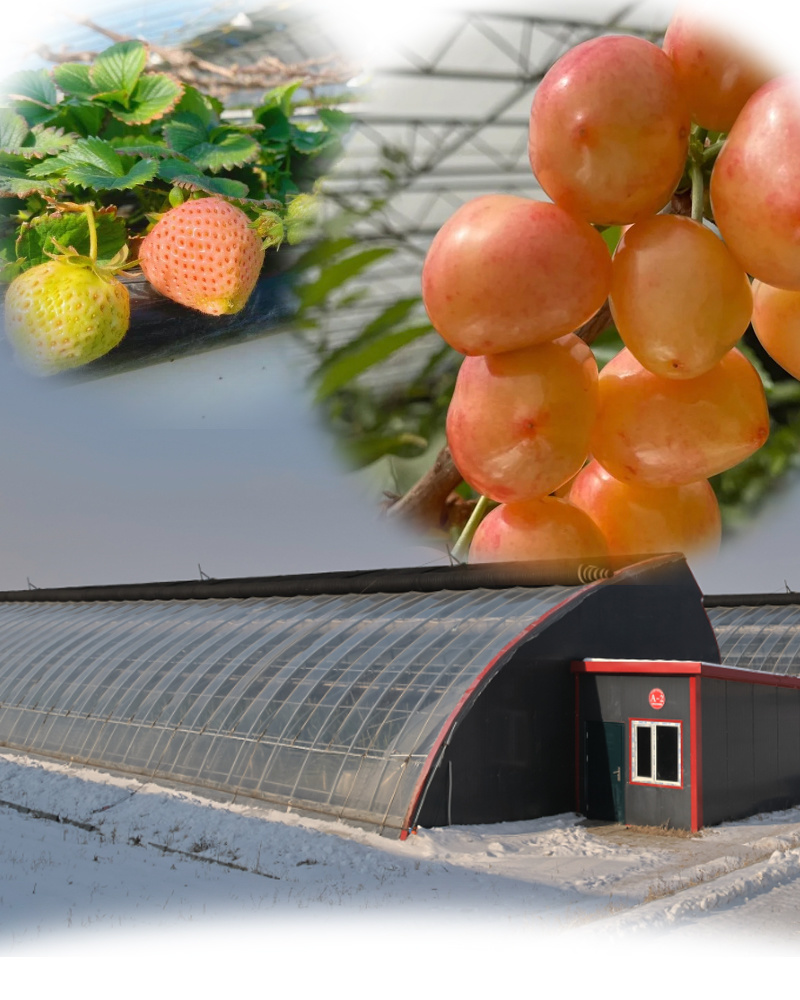 Commercial Cucumber Cultivation Sunlight Greenhouse Solution