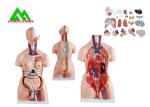 Medical Dual Sex Human Torso Anatomy Model With Head Clear Structure
