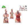 Buy cheap Medical Dual Sex Human Torso Anatomy Model With Head Clear Structure from wholesalers