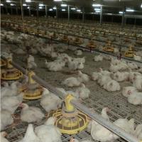 Buy cheap 380V 220V Chicken Farm Equipment 45cm Pipe Broiler Chicken Feeders Drinkers product