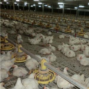 China 380V 220V Chicken Farm Equipment 45cm Pipe Broiler Chicken Feeders Drinkers on sale