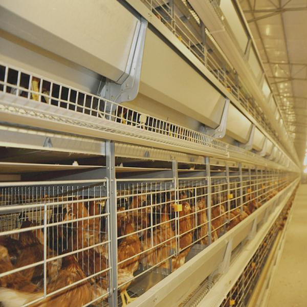 Buy cheap HDG H Type Battery Chicken Cage For Laying Hens 3-10Tiers from wholesalers
