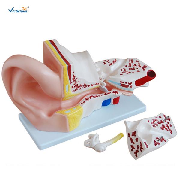 Buy cheap 4 Pieces Anatomical Ear Model Anatomy Of The Ear Model Prepared For Five Times from wholesalers