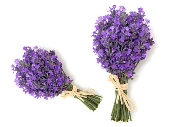 Buy cheap 50cm 60cm Preserved Fresh Flower Dry Lavender Bunches OEM from wholesalers