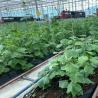 Buy cheap Water Irrigation Greenhouse JX-A00155 for Shipping Cost and Estimated Delivery Time from wholesalers
