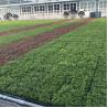 Buy cheap Square Shape Hdpe Plant Tray Roof Terrace Garden Pot Planter for Outdoor Propagator Kits from wholesalers