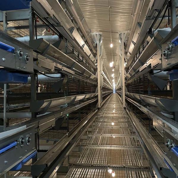 Buy cheap 8 Degree Bottom Layer Chicken Cage Automated Battery Cage System Hi Hope from wholesalers