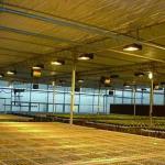 Return refunds Guaranteed Multi-Span Greenhouse for Growing Tomato Cucumber