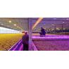 Buy cheap PCBA Horticulture SMD Chip CCT 4000K CRI90 Full Spectrum For Led Grow Light from wholesalers