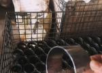 High Manganese Content DIN 2391 ST52 Precision Steel Tube Customizable