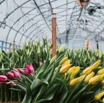 Multi-Span Juxiang Hydroponic System Humidity Greenhouse for Flowers Return
