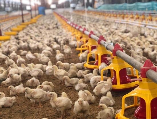 Farm Breeder Houses Male Broiler Chicken Equipment