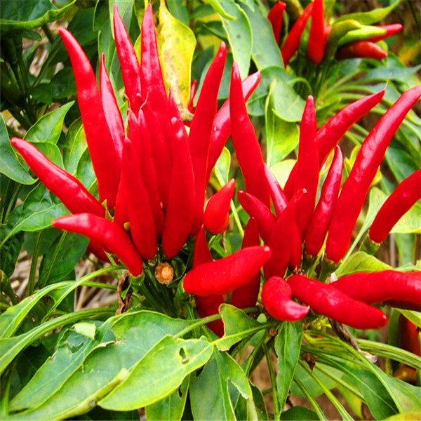 Smooth Texture Natural Red Dried Sweet Chili Peppers For Cooking
