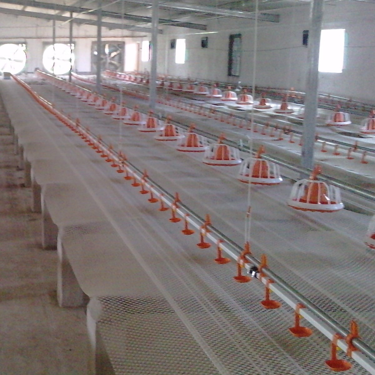 Hen Chicken Farm Poultry Feeder Drinker Animal Hdg Sheet
