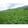 Buy cheap Individually Quick Frozen Peeled Sweet Pumpkin Dices from wholesalers