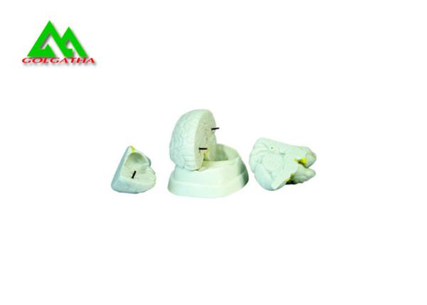Buy cheap Natural Looking Human Anatomical Brain Model For Medical Students from wholesalers