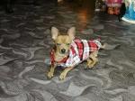 Soft Pet Apparel Summer Plaid Small Dog Vest 100% Cotton Material